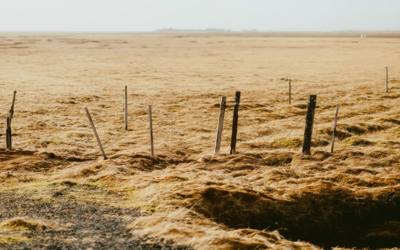 Wooden fence posts standing in a dry open field.
